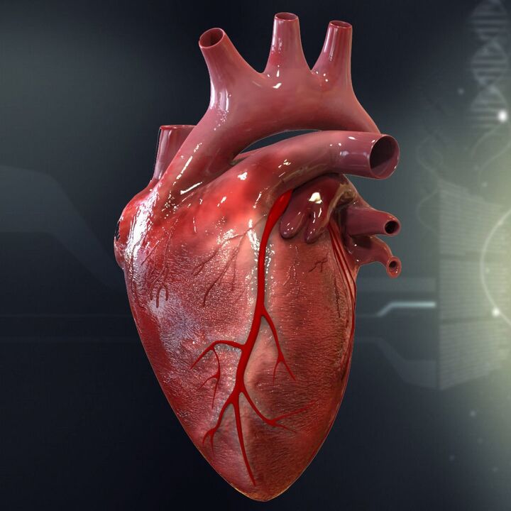 Human heart and hypertension